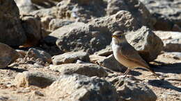 Image of Desert Lark