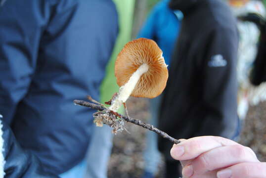 Image of Wood woolly-foot