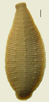 Image of glossiphoniid leeches