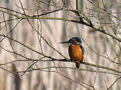 Image of Common Kingfisher