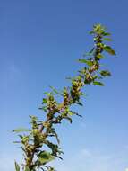 Image of Mediterranean Amaranth