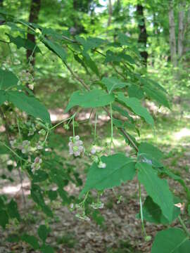 Imagem de Euonymus oxyphyllus Miq.