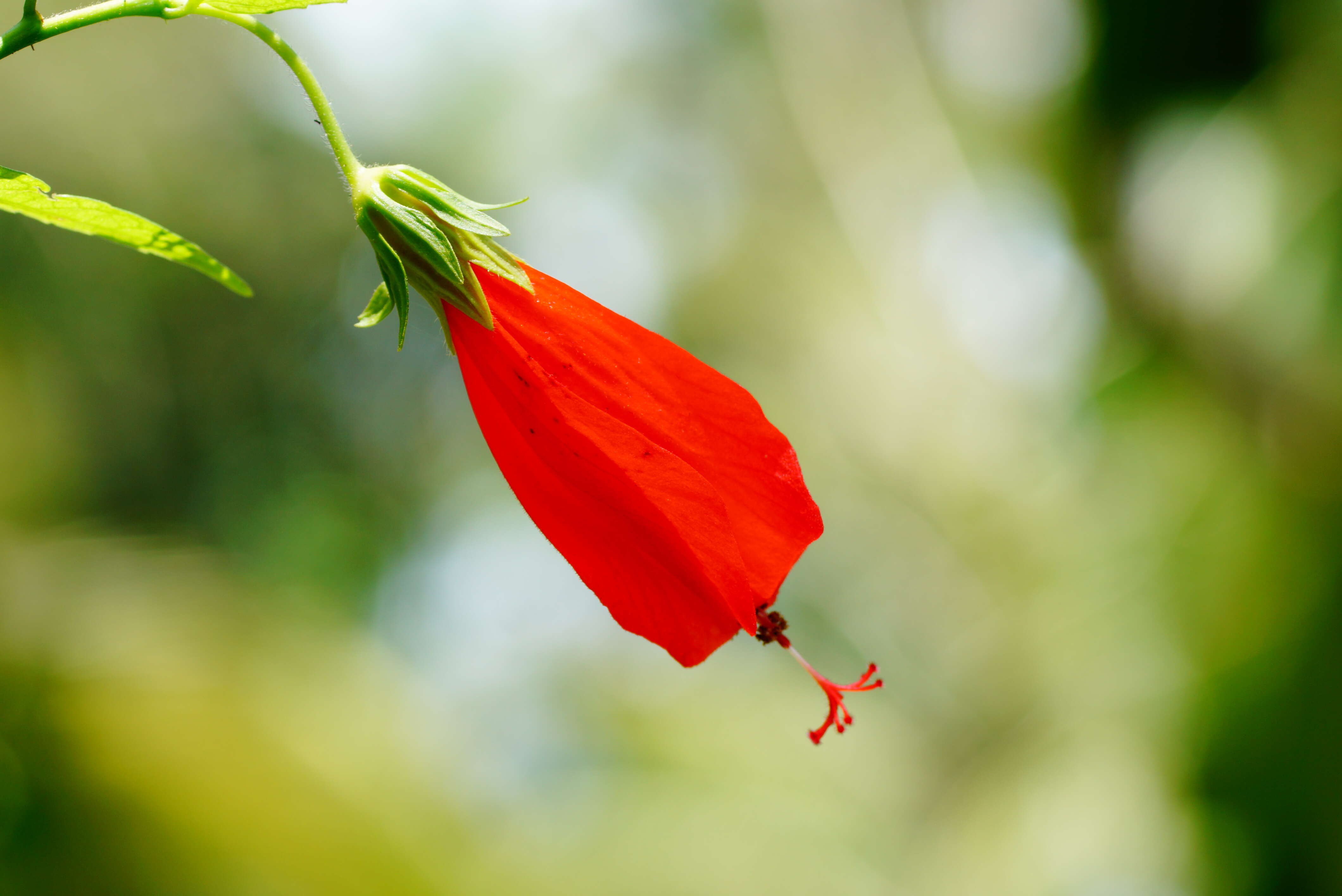 Image de Malvaviscus arboreus Cav.