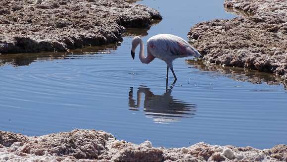 Imagem de Phoenicopterus chilensis Molina 1782