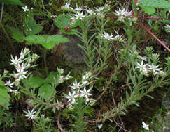 Sedum hispanicum L. resmi