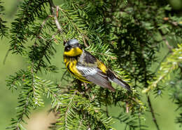 Image of Magnolia Warbler