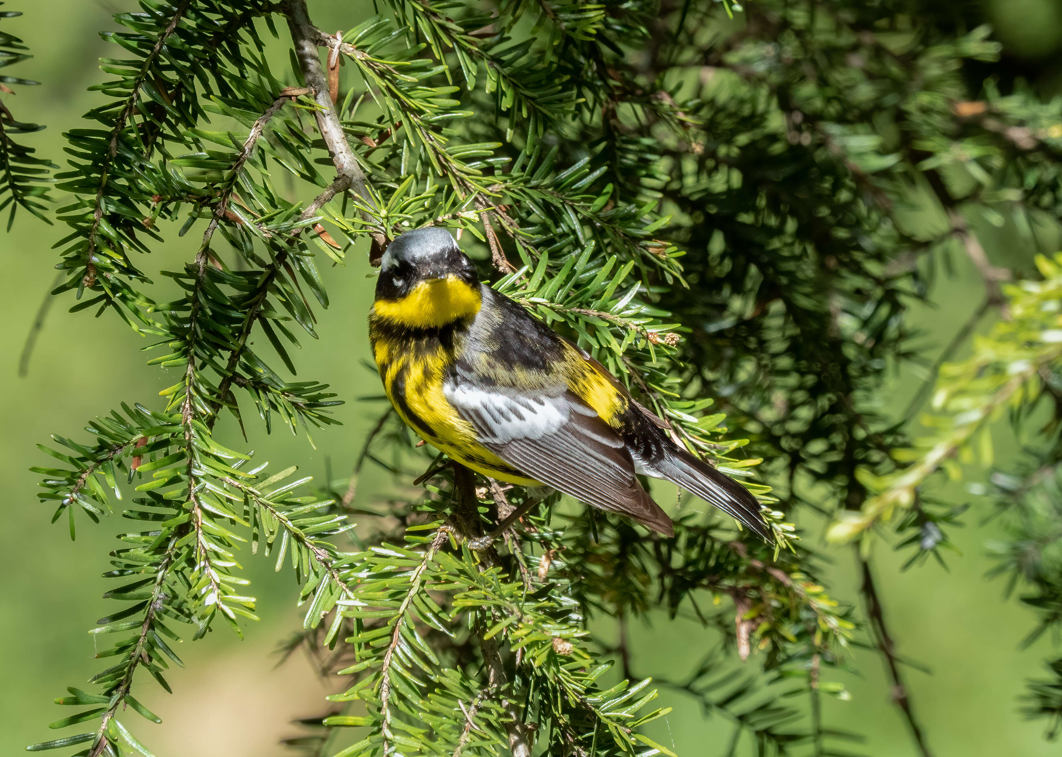 Image of Magnolia Warbler