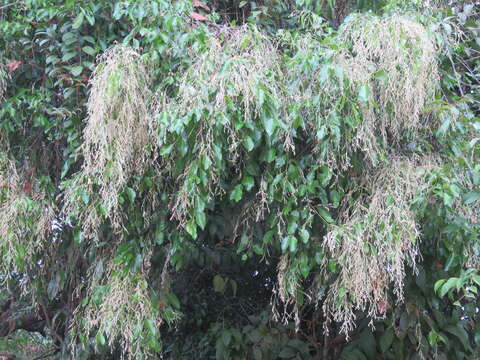 Image of Hopea parviflora Bedd.