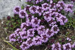 Слика од Thymus serpyllum L.