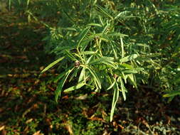 Image of Mexican Orange Blossom