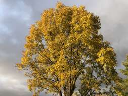 Image of Saw-tooth Oak