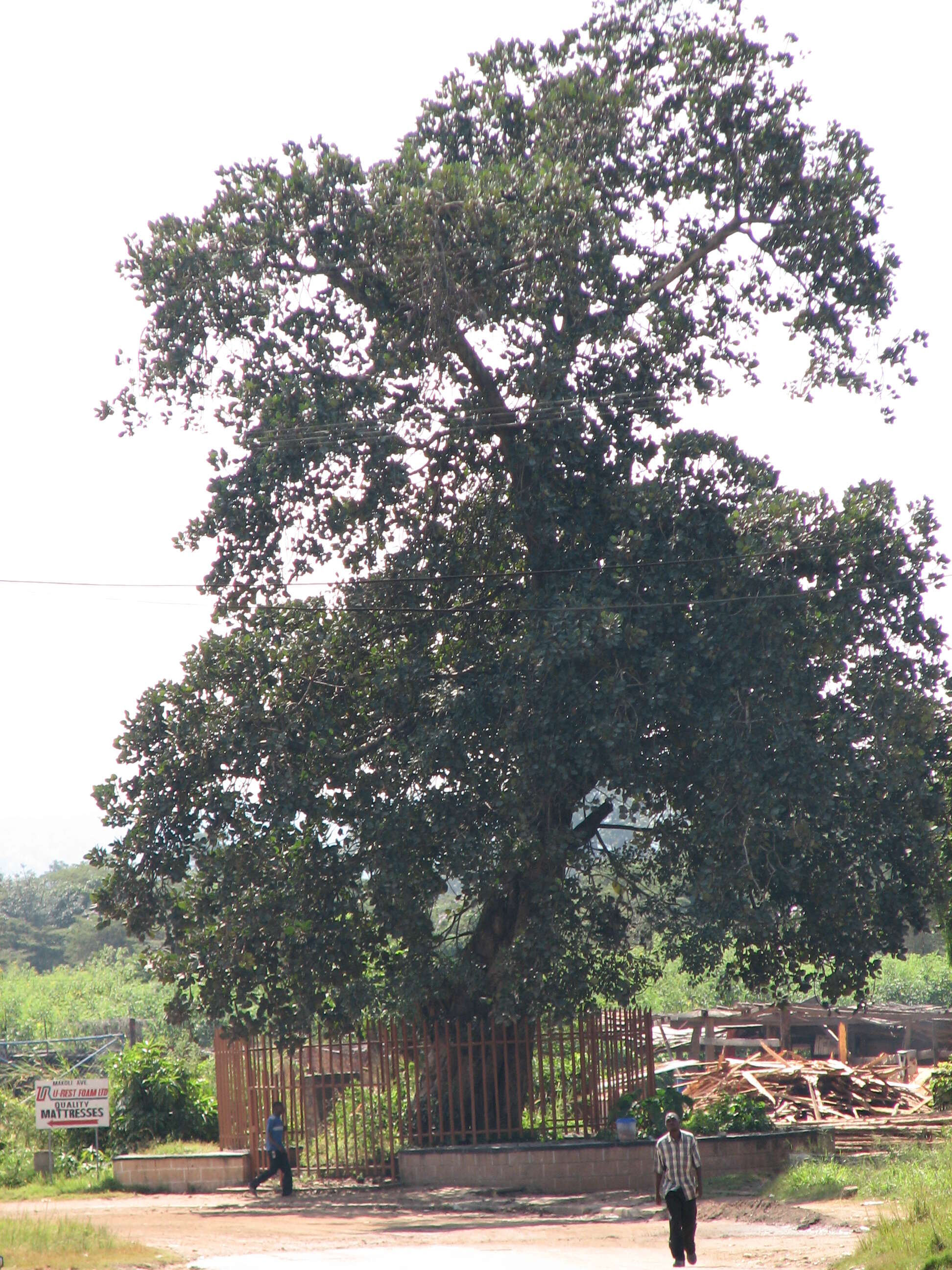 Image of pod mahogany