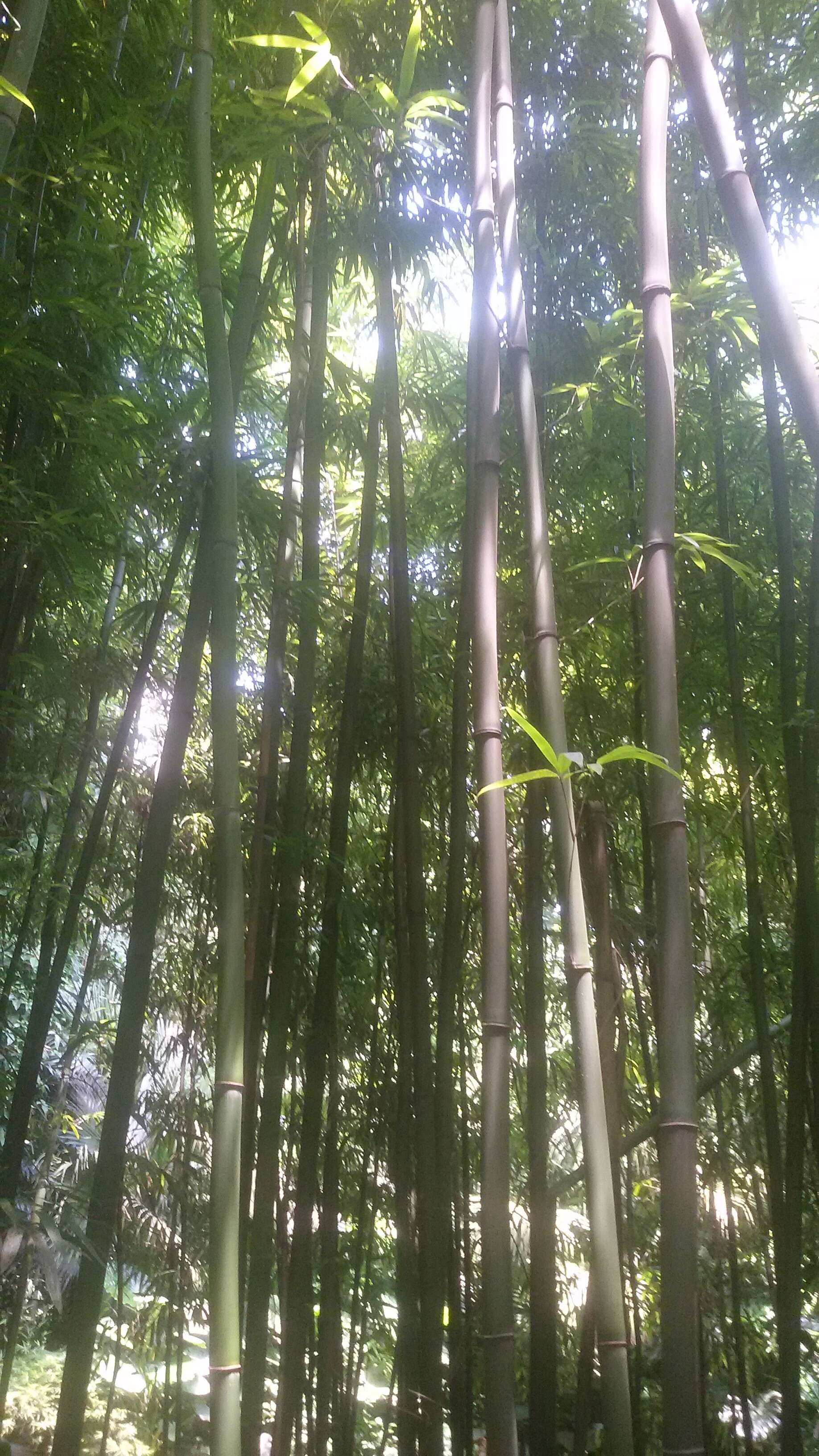 Image of textile bamboo