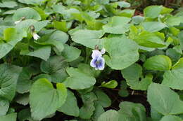 Image of common blue violet