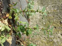 Image of pellitory-of-the-wall