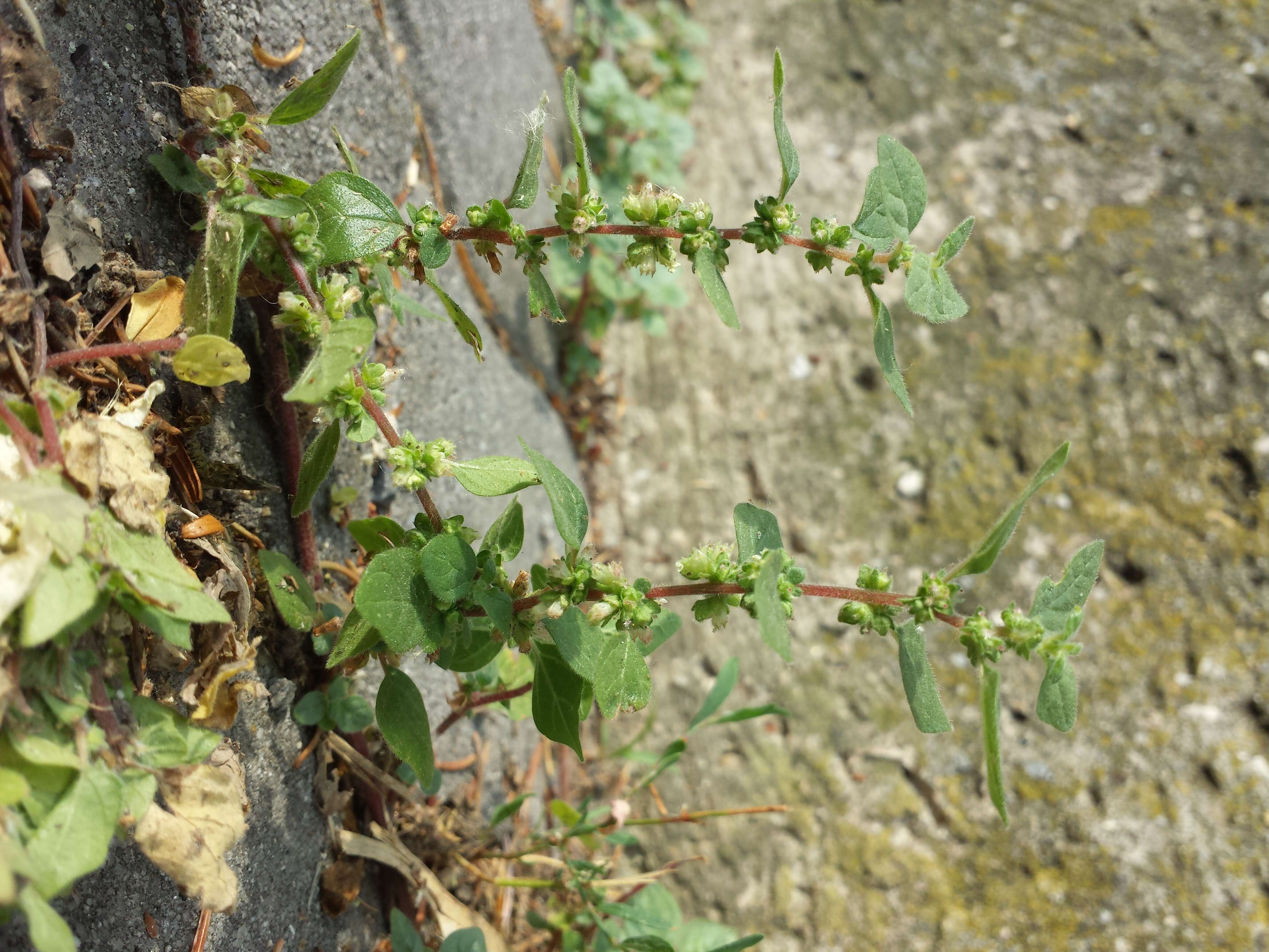 Image of pellitory-of-the-wall