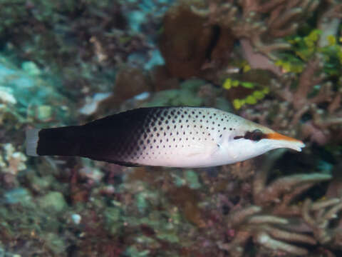 Image of Bird wrasse