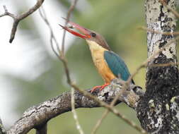 Image of Stork-billed Kingfisher