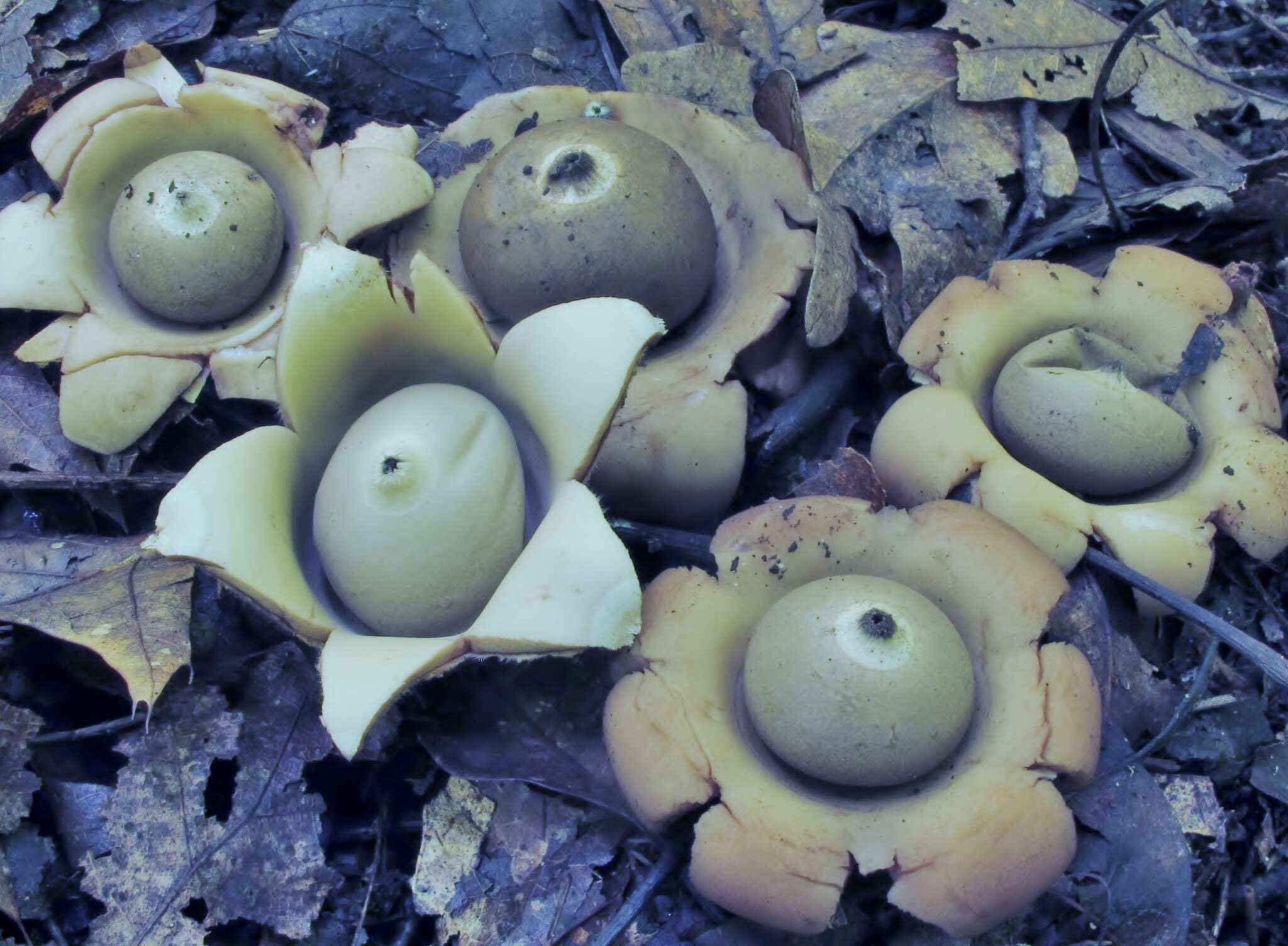 Image of Geastrum saccatum