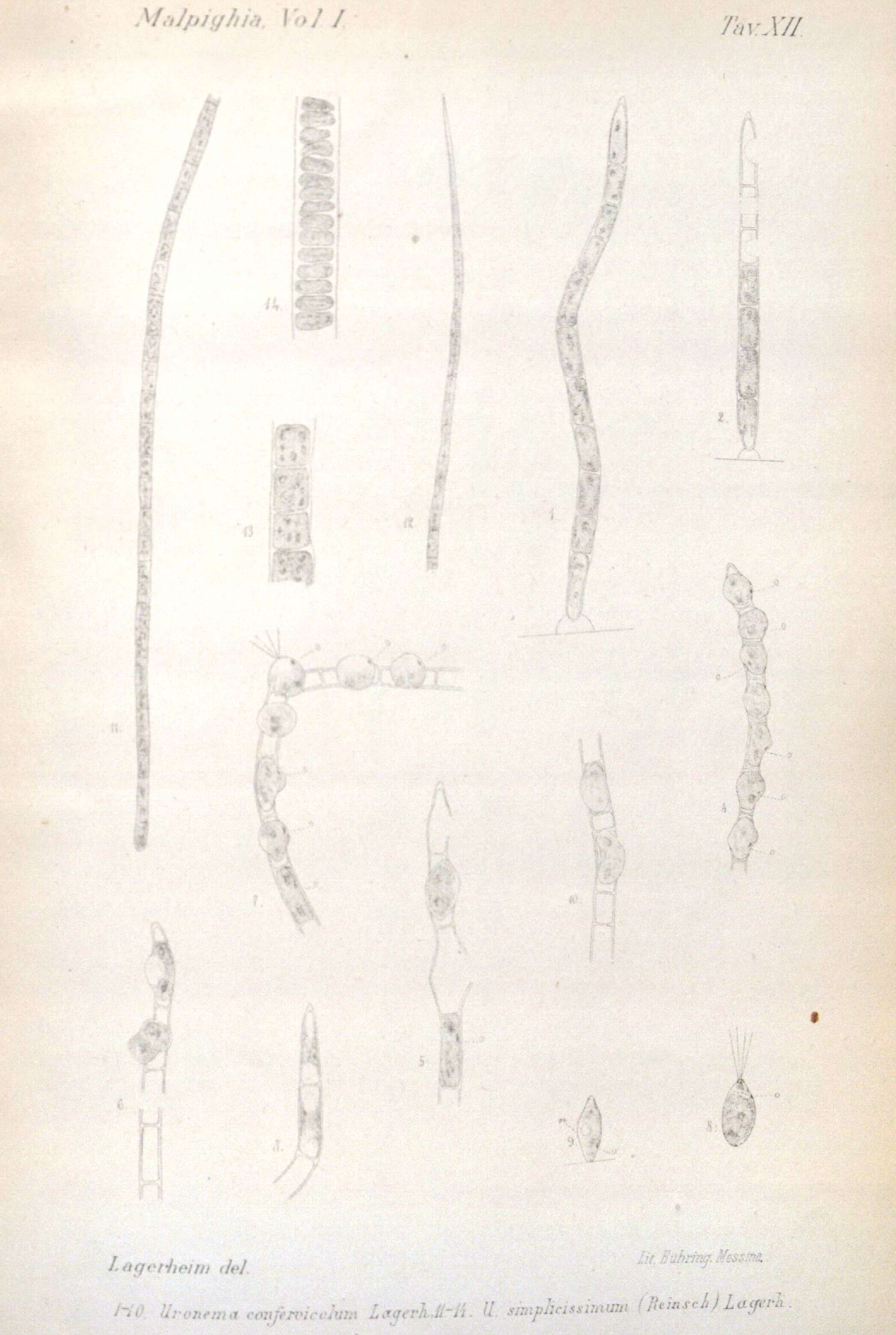 Uronema Lagerheim 1887 resmi