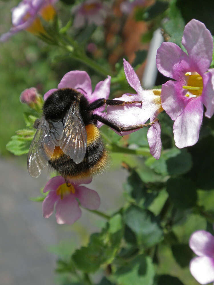 Image of Sutera cordata (Thunb.) Kuntze