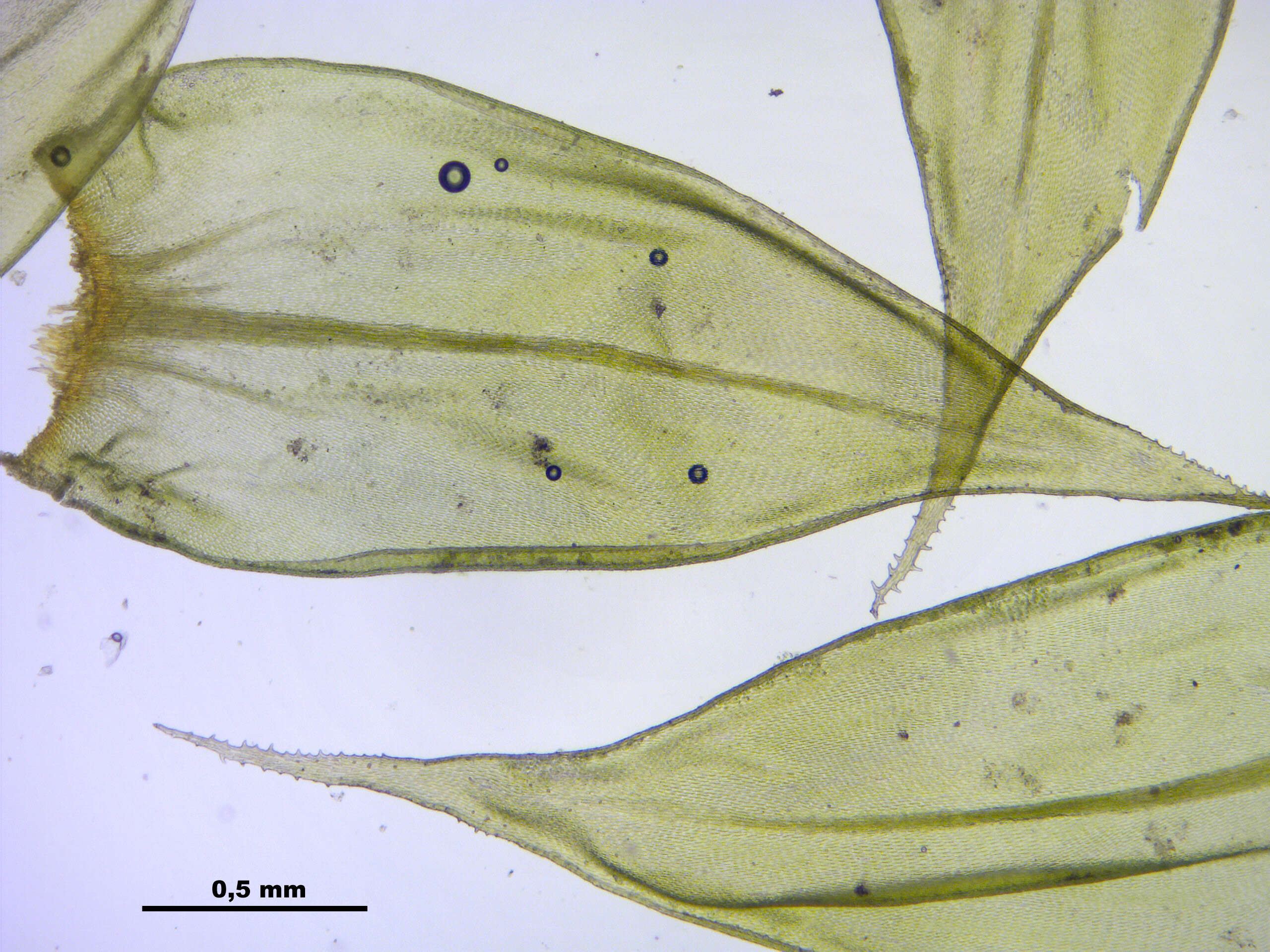 Image of antitrichia moss