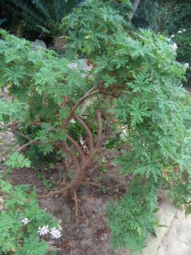 Image of sweet scented geranium