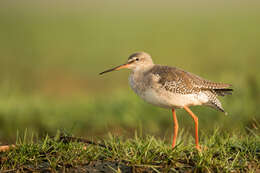 Image of Spotted Redshank