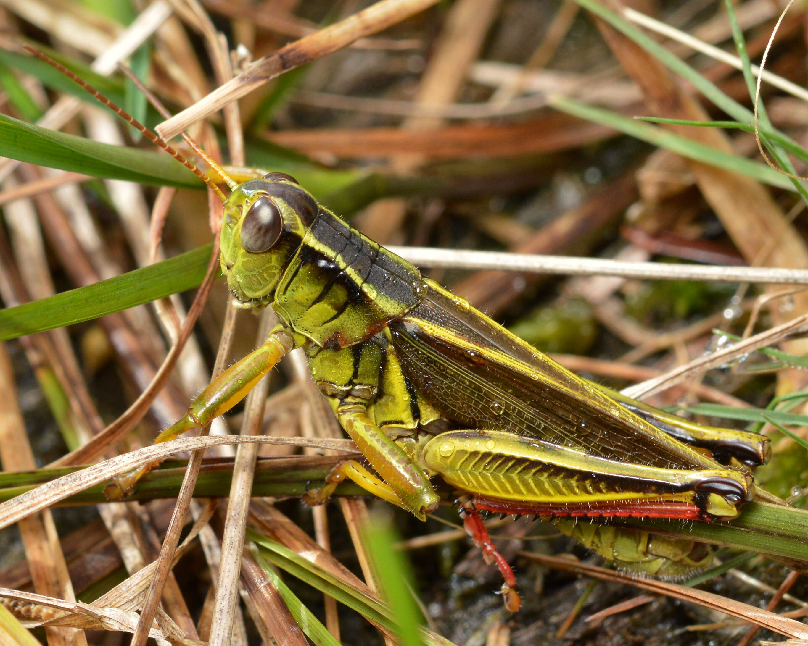 Melanoplus bivittatus (Say 1825)的圖片