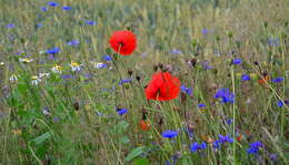 Image of corn poppy