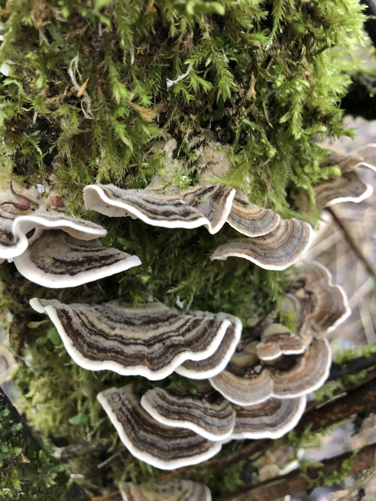 Image of Turkey Tail