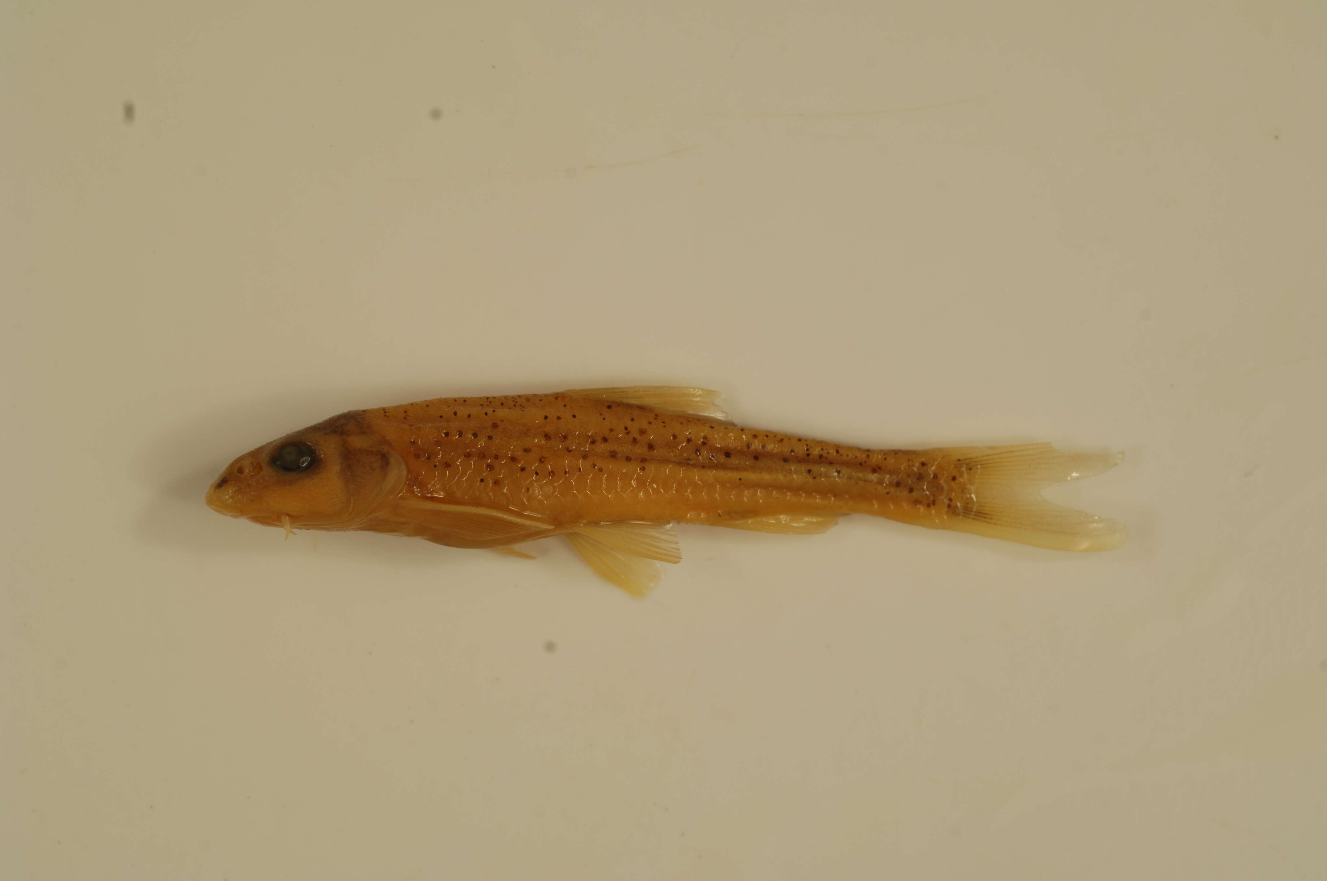 Macrhybopsis hyostoma (Gilbert 1884)的圖片