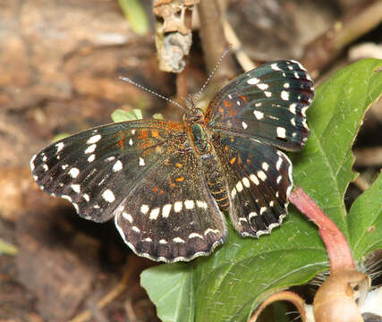 Image of Anthanassa texana