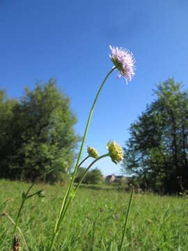 Слика од Knautia arvensis (L.) Coulter