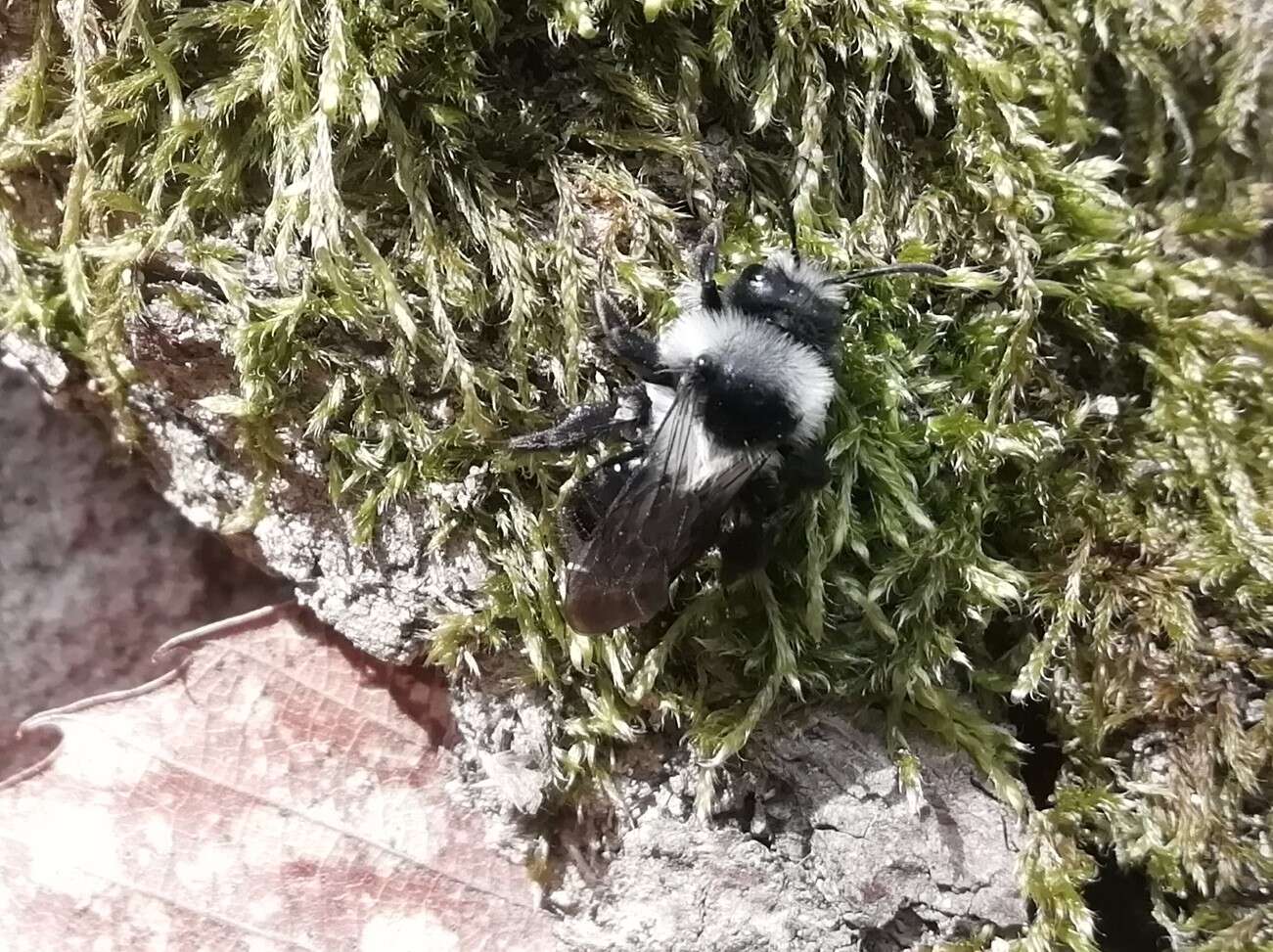 Image of Ashy Mining Bee