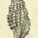 Image of Pseudodaphnella martensi (G. Nevill & H. Nevill 1875)
