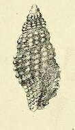 Image of Pseudodaphnella martensi (G. Nevill & H. Nevill 1875)