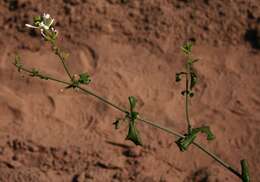 Image of wild leadwort