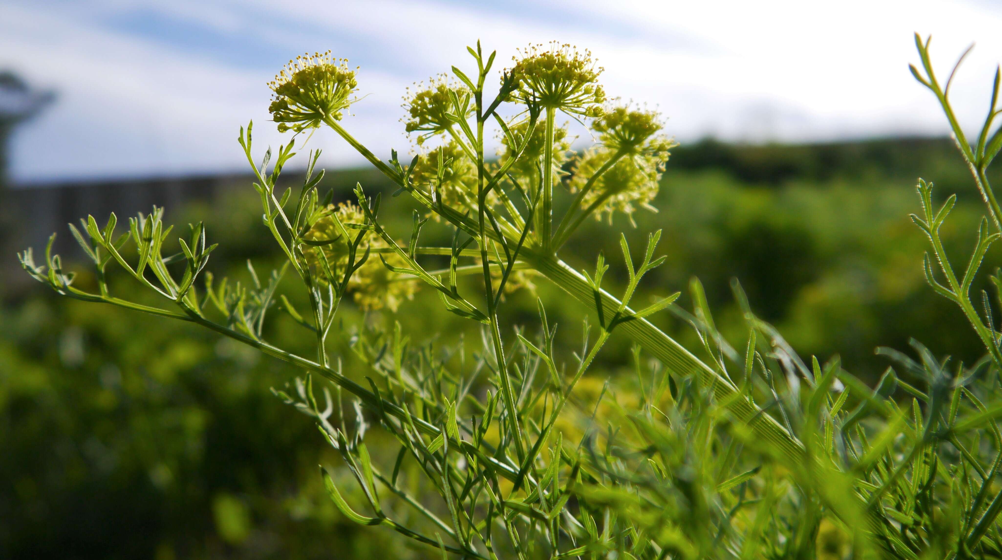 Image of Thompson's desertparsley