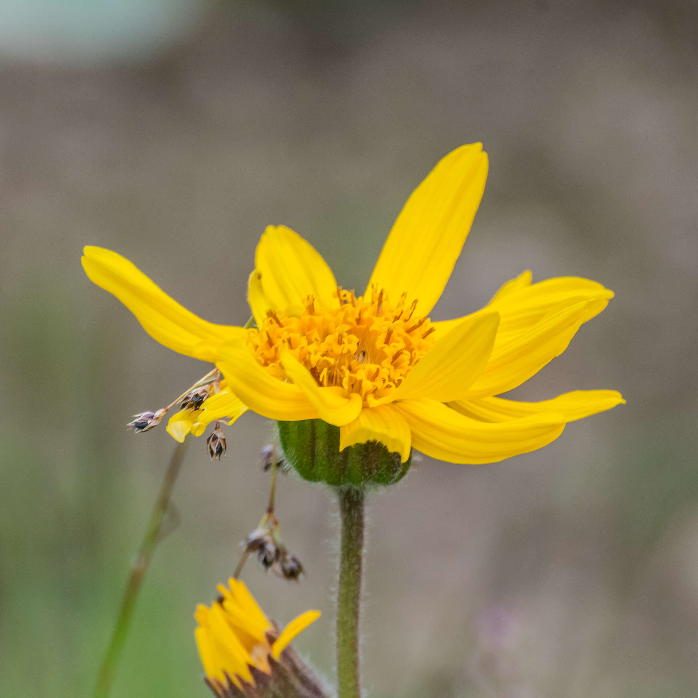 Image of mountain arnica