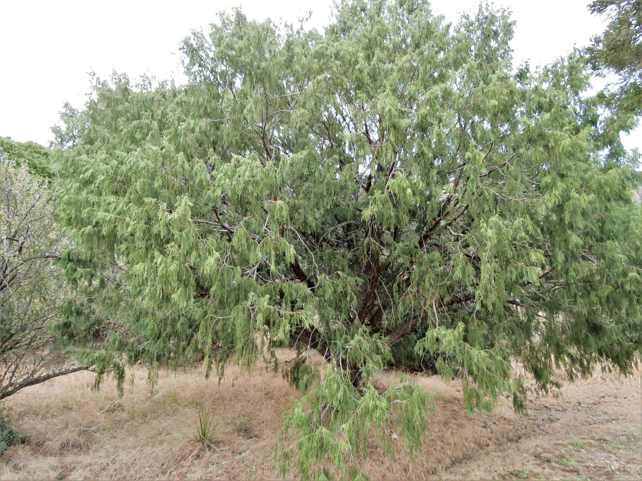 Image of Drooping Juniper