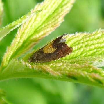 Image of Pammene aurita Razowski 1992