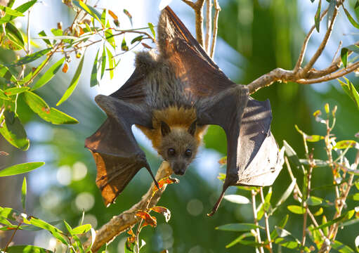 Image of Gray-headed Flying Fox