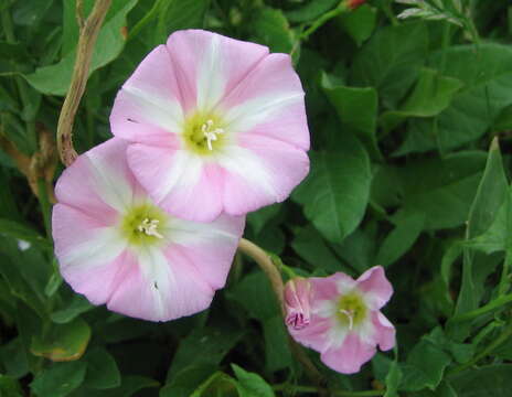 Image of Field Bindweed