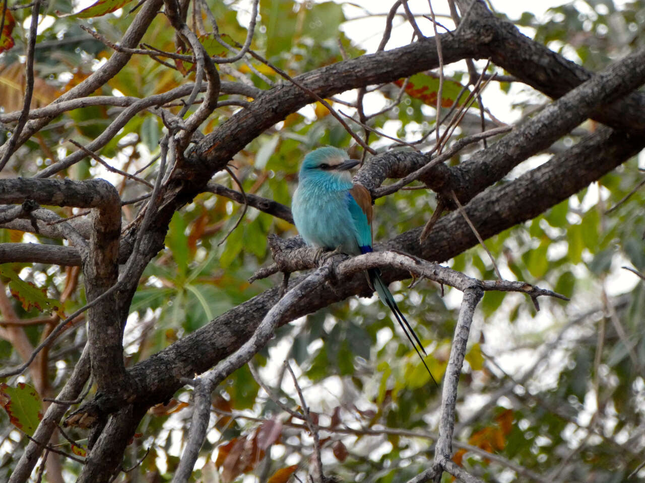 Image of Abyssinian Roller