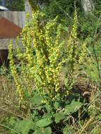 Verbascum nigrum L. resmi