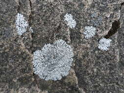 Image of Blue-gray rosette lichen