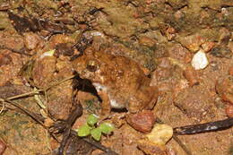 Image of Malabar Wart Frog