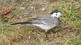 Image of Pied Wagtail and White Wagtail