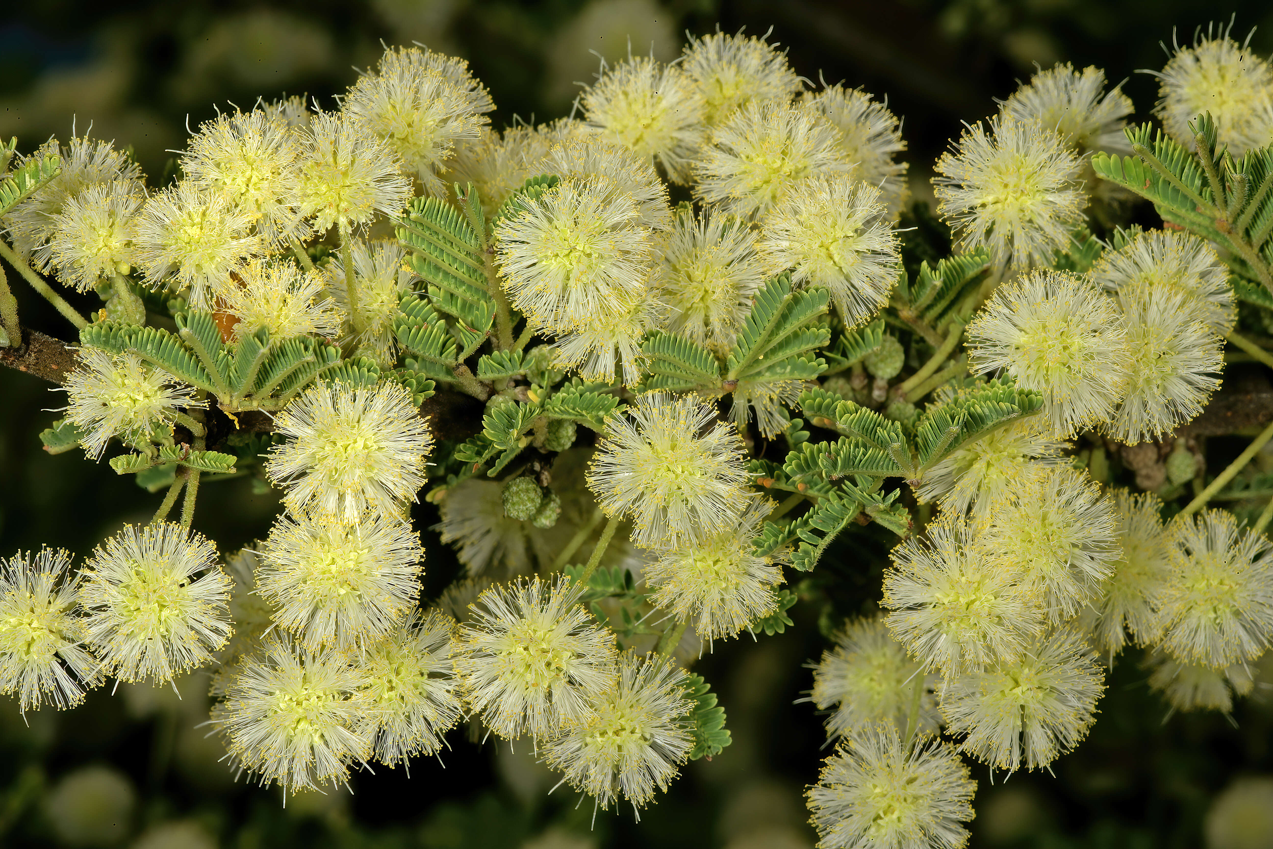 Vachellia tortilis (Forssk.) Galasso & Banfi的圖片